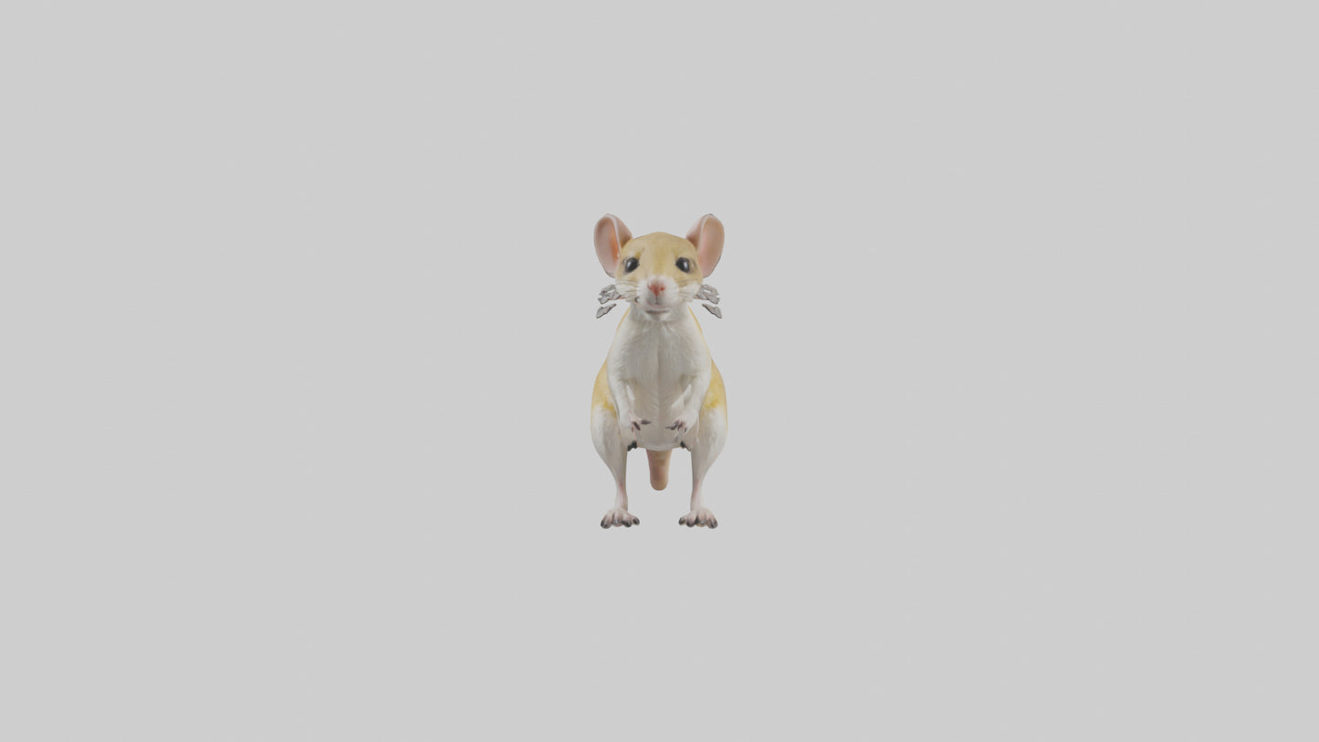 3D model Kangaroo Rat standing model VR / AR / low-poly