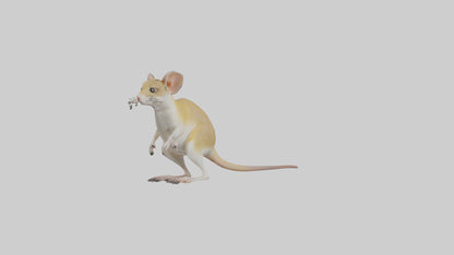 3D model Kangaroo Rat standing model VR / AR / low-poly