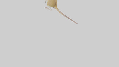 3D model Kangaroo Rat standing model VR / AR / low-poly