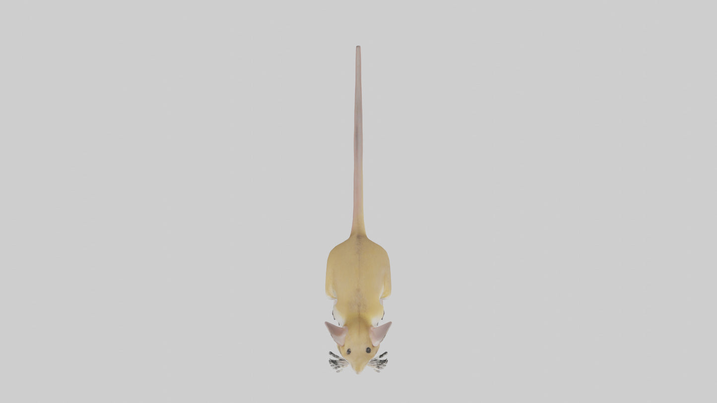 3D model Kangaroo Rat standing model VR / AR / low-poly