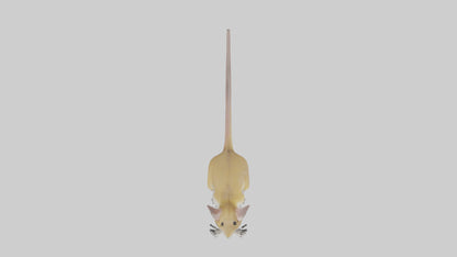 3D model Kangaroo Rat standing model VR / AR / low-poly