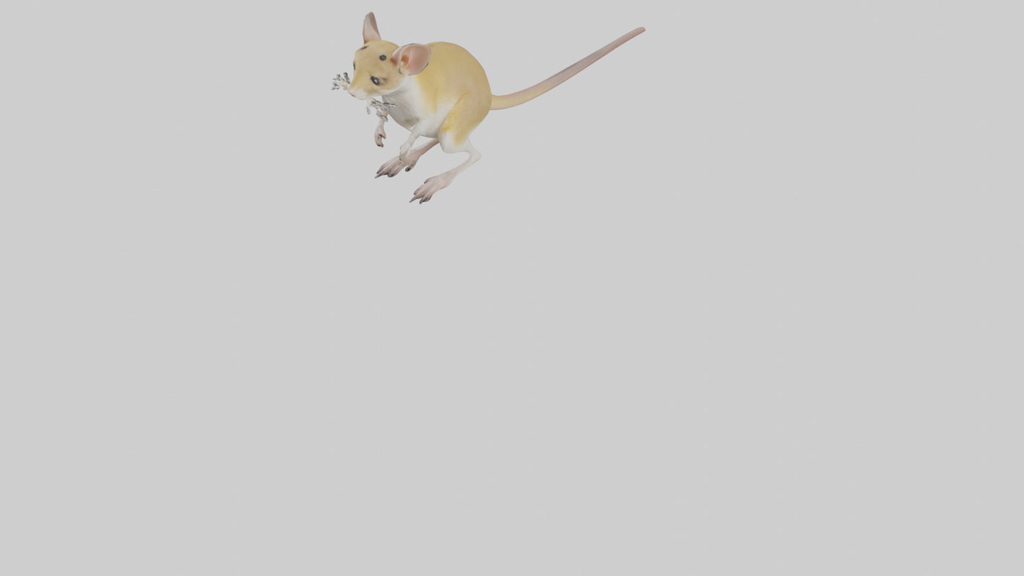 3D model Kangaroo Rat standing model VR / AR / low-poly