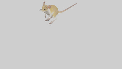 3D model Kangaroo Rat standing model VR / AR / low-poly