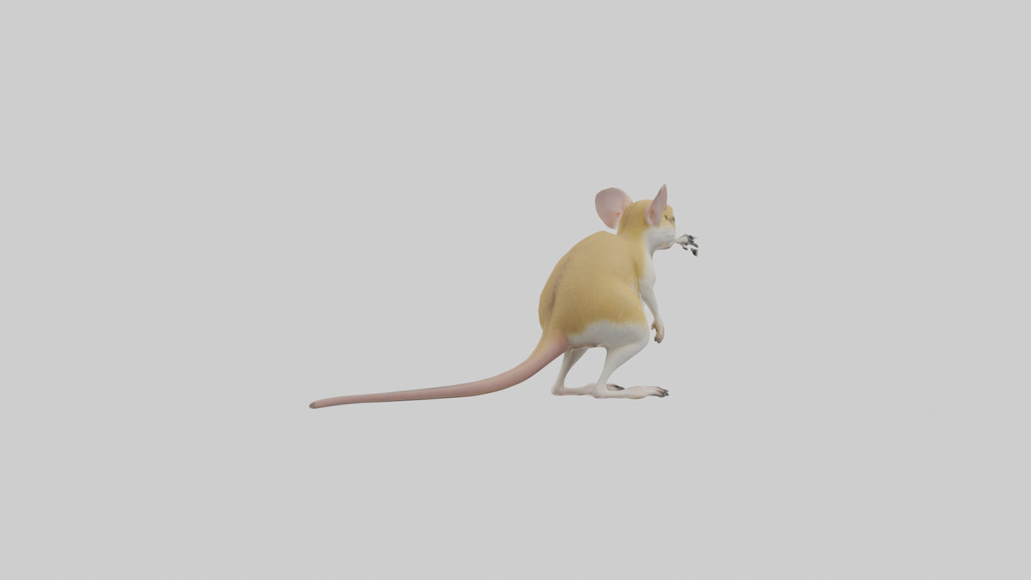 3D model Kangaroo Rat standing model VR / AR / low-poly
