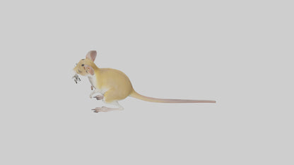 3D model Kangaroo Rat standing model VR / AR / low-poly