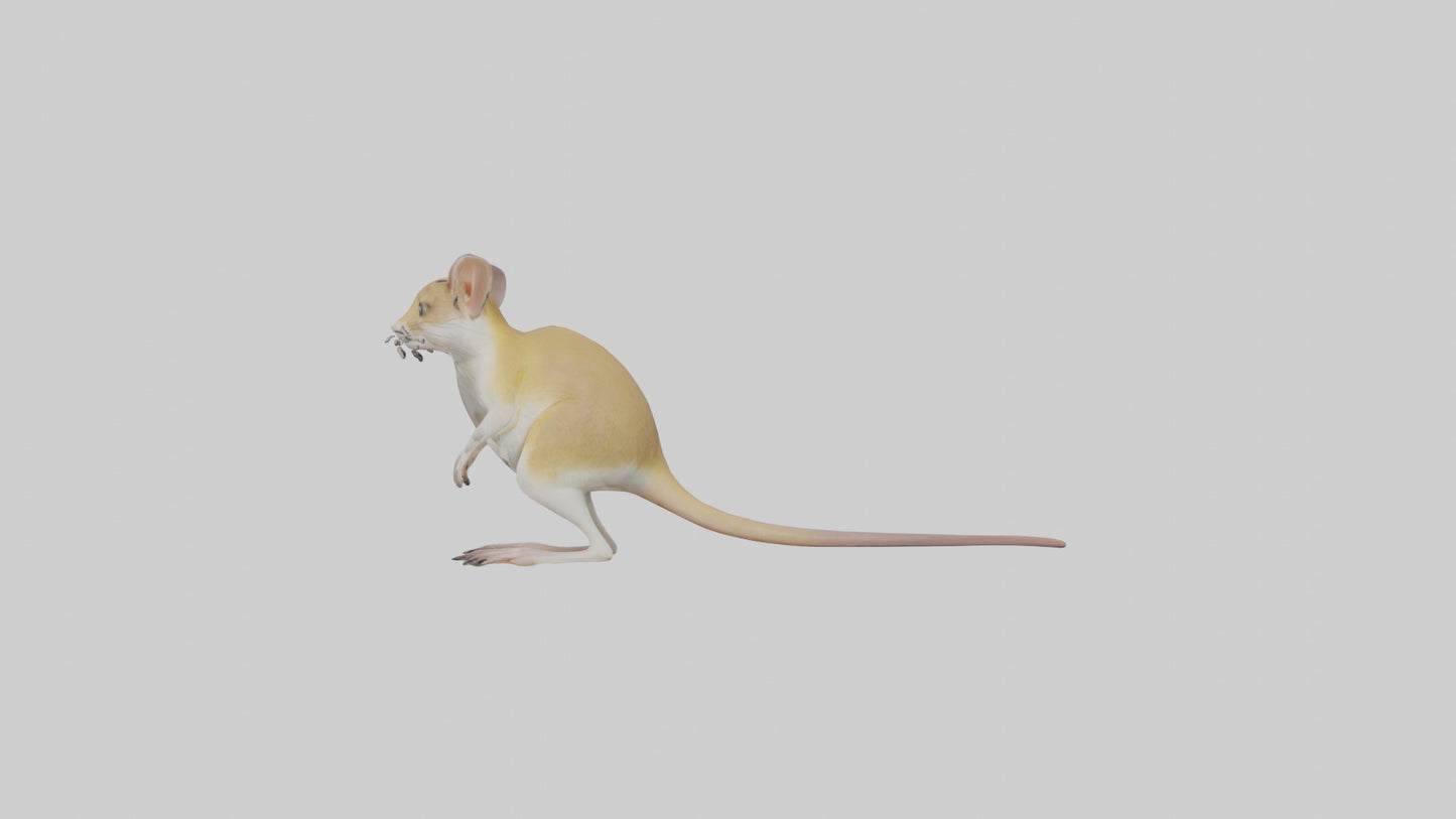 3D model Kangaroo Rat standing model VR / AR / low-poly
