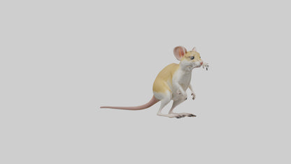 3D model Kangaroo Rat standing model VR / AR / low-poly