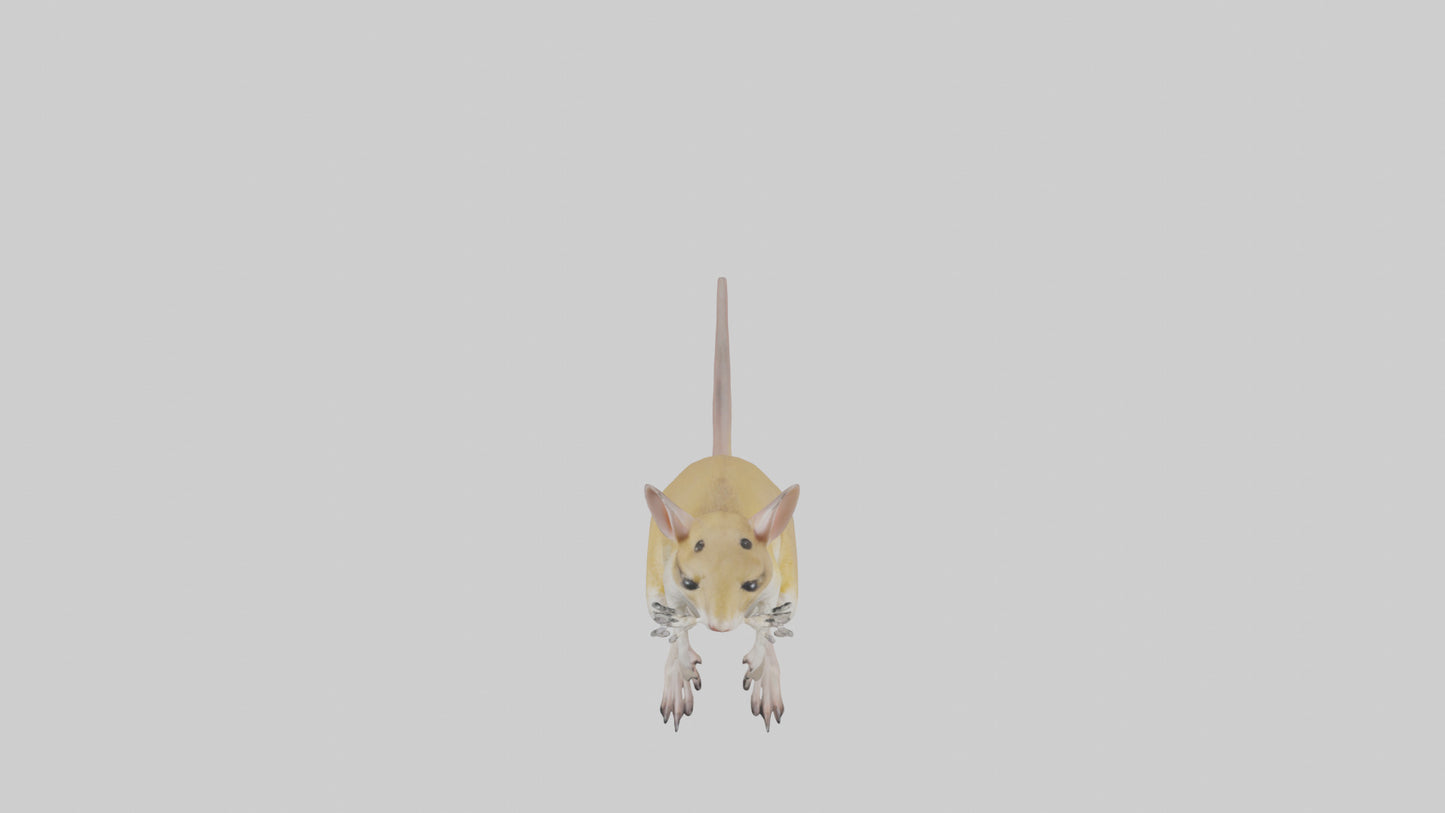 3D model Kangaroo Rat standing model VR / AR / low-poly