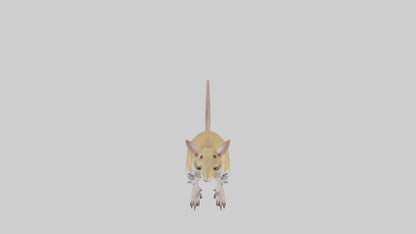 3D model Kangaroo Rat standing model VR / AR / low-poly