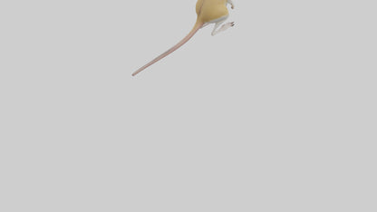 3D model Kangaroo Rat standing model VR / AR / low-poly