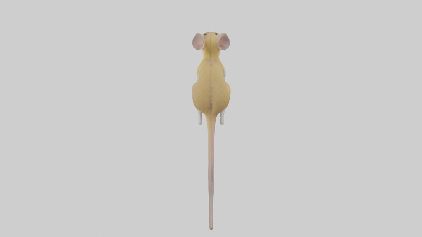3D model Kangaroo Rat standing model VR / AR / low-poly