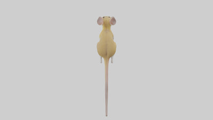 3D model Kangaroo Rat standing model VR / AR / low-poly