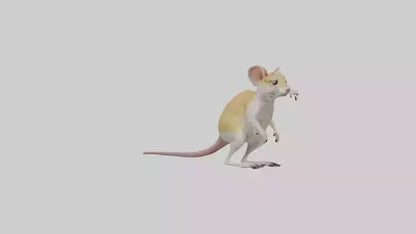 3D model Kangaroo Rat standing model VR / AR / low-poly