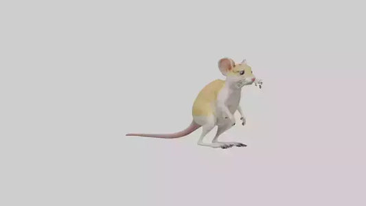 3D model Kangaroo Rat standing model VR / AR / low-poly