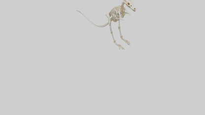 Kangaroo Skeleton model VR / AR / low-poly