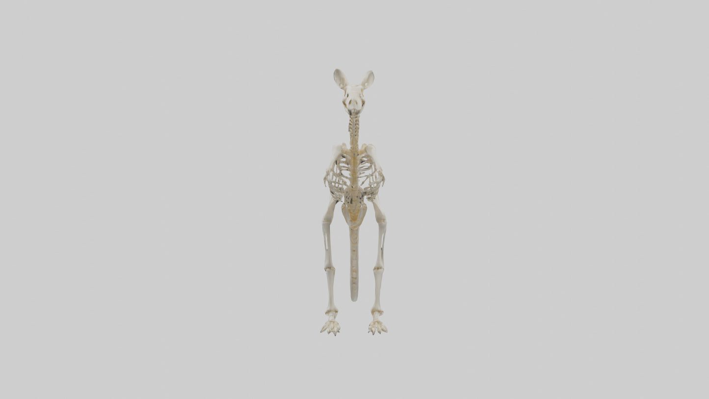 Kangaroo Skeleton model VR / AR / low-poly