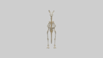 Kangaroo Skeleton model VR / AR / low-poly
