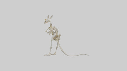 Kangaroo Skeleton model VR / AR / low-poly