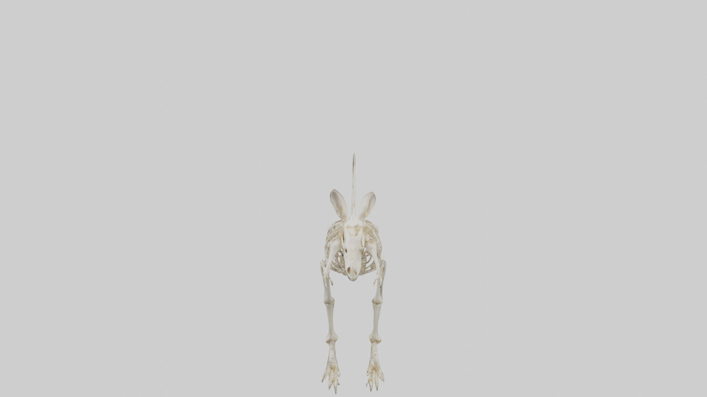 Kangaroo Skeleton model VR / AR / low-poly