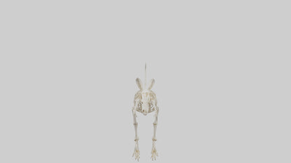 Kangaroo Skeleton model VR / AR / low-poly