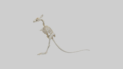 Kangaroo Skeleton model VR / AR / low-poly