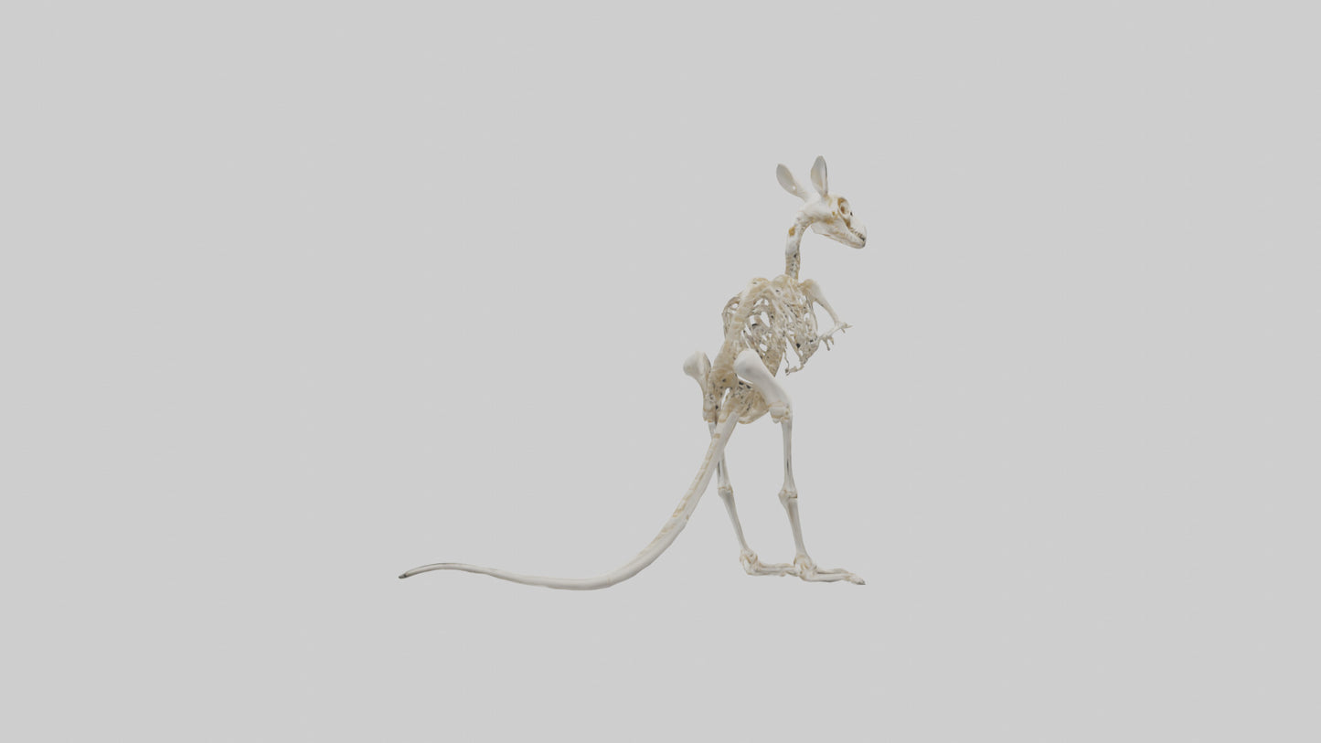Kangaroo Skeleton model VR / AR / low-poly