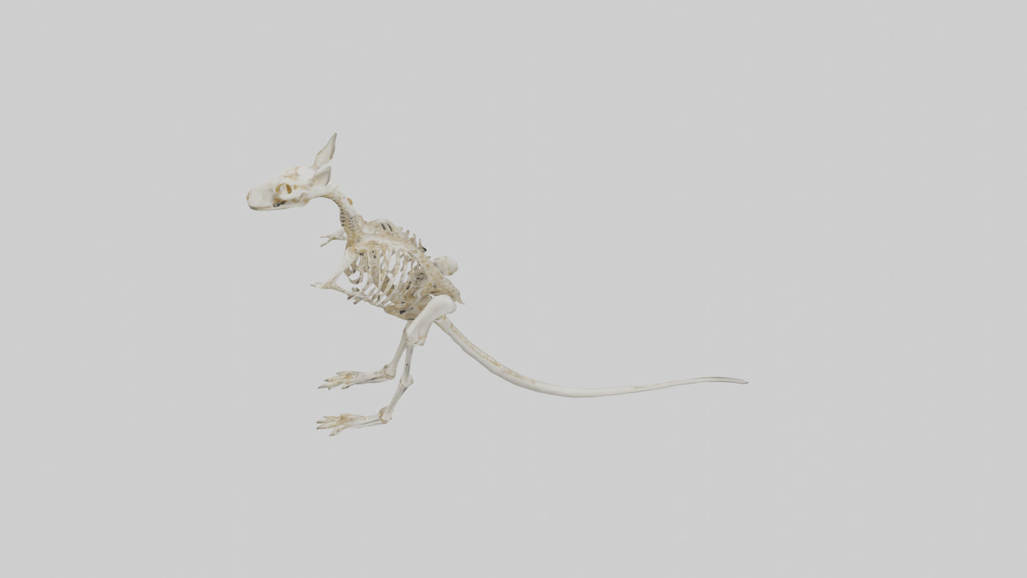 Kangaroo Skeleton model VR / AR / low-poly
