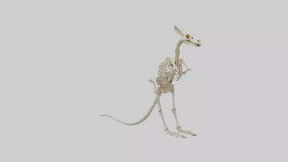 Kangaroo Skeleton model VR / AR / low-poly