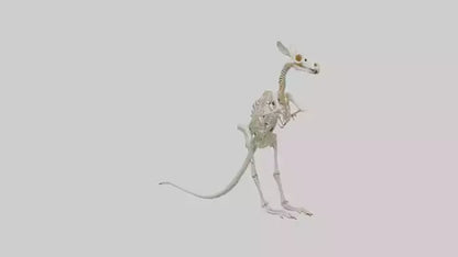 Kangaroo Skeleton model VR / AR / low-poly