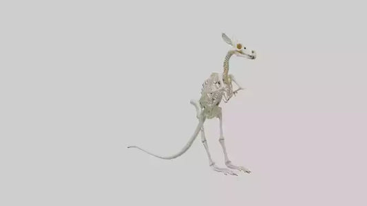 Kangaroo Skeleton model VR / AR / low-poly