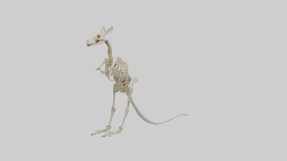 Kangaroo Skeleton model VR / AR / low-poly