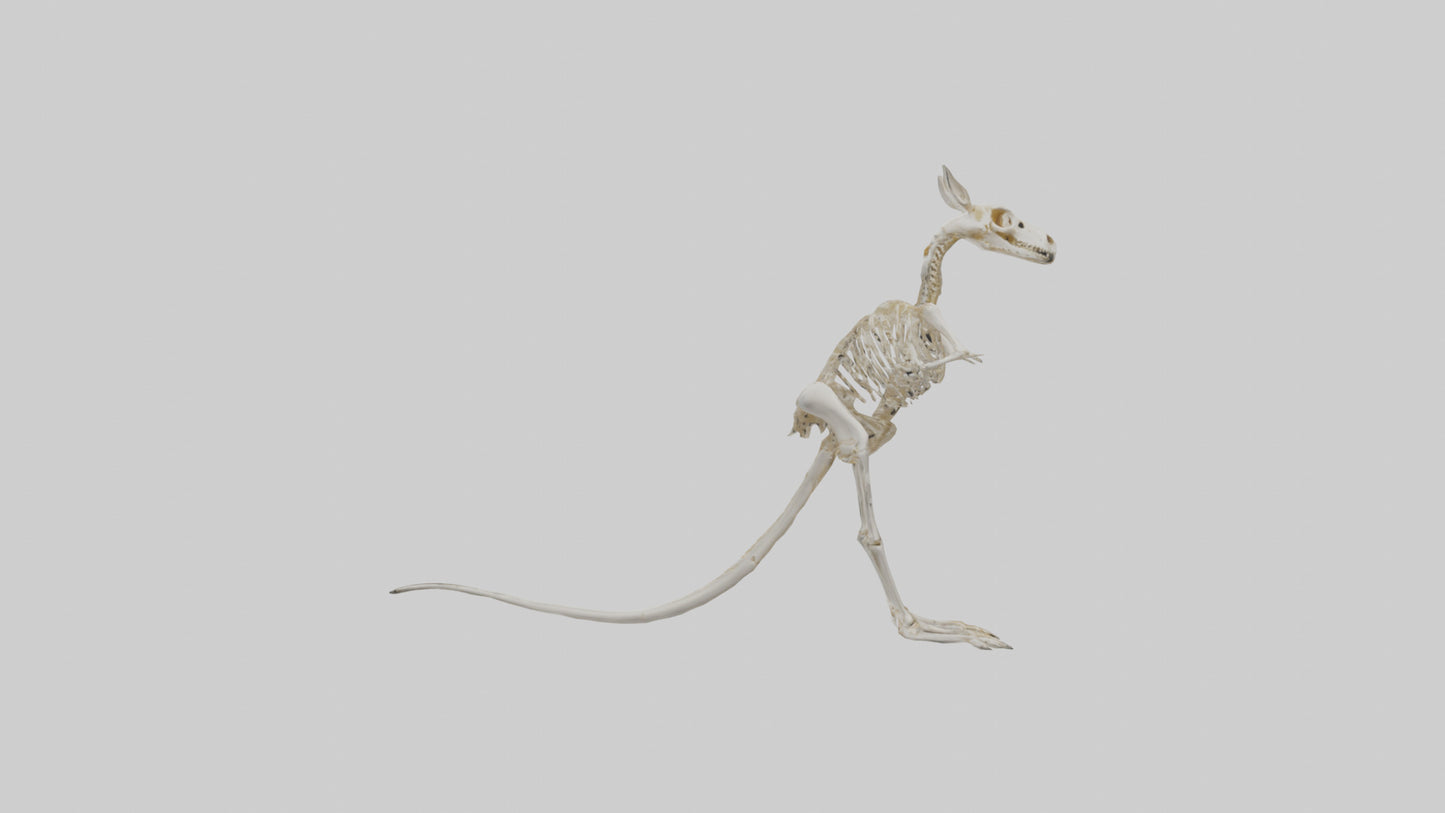 Kangaroo Skeleton model VR / AR / low-poly