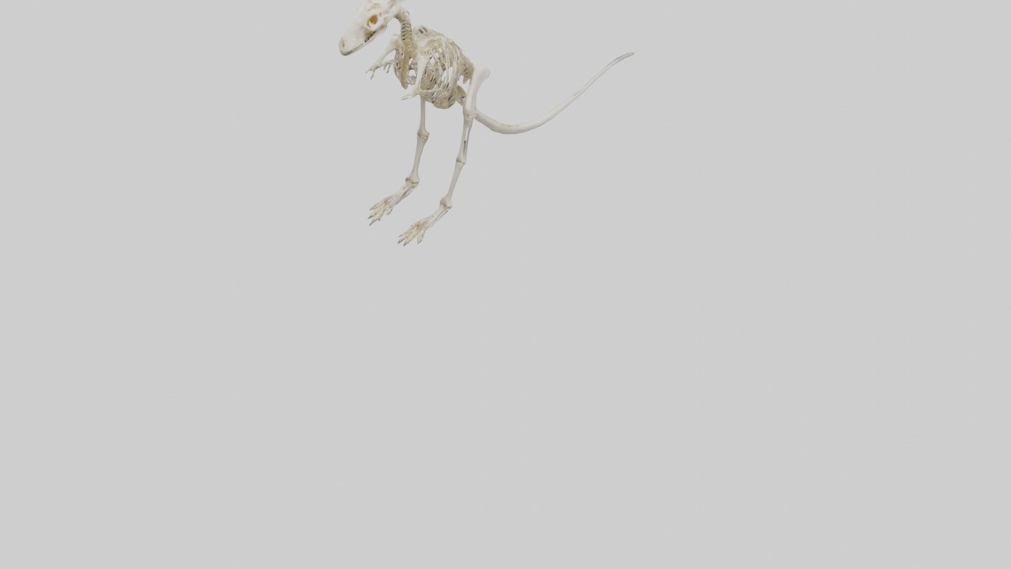 Kangaroo Skeleton model VR / AR / low-poly