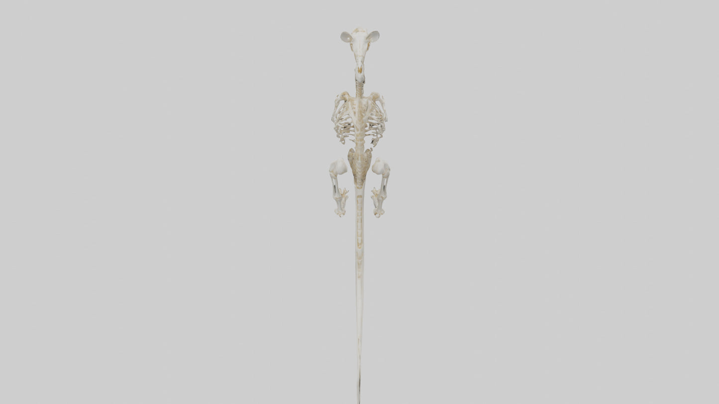 Kangaroo Skeleton model VR / AR / low-poly