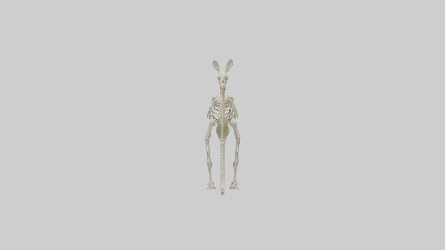 Kangaroo Skeleton model VR / AR / low-poly