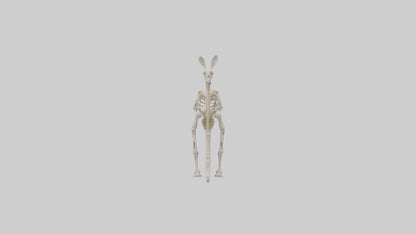Kangaroo Skeleton model VR / AR / low-poly