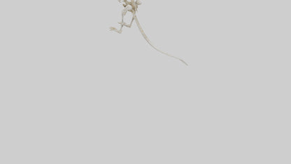 Kangaroo Skeleton model VR / AR / low-poly