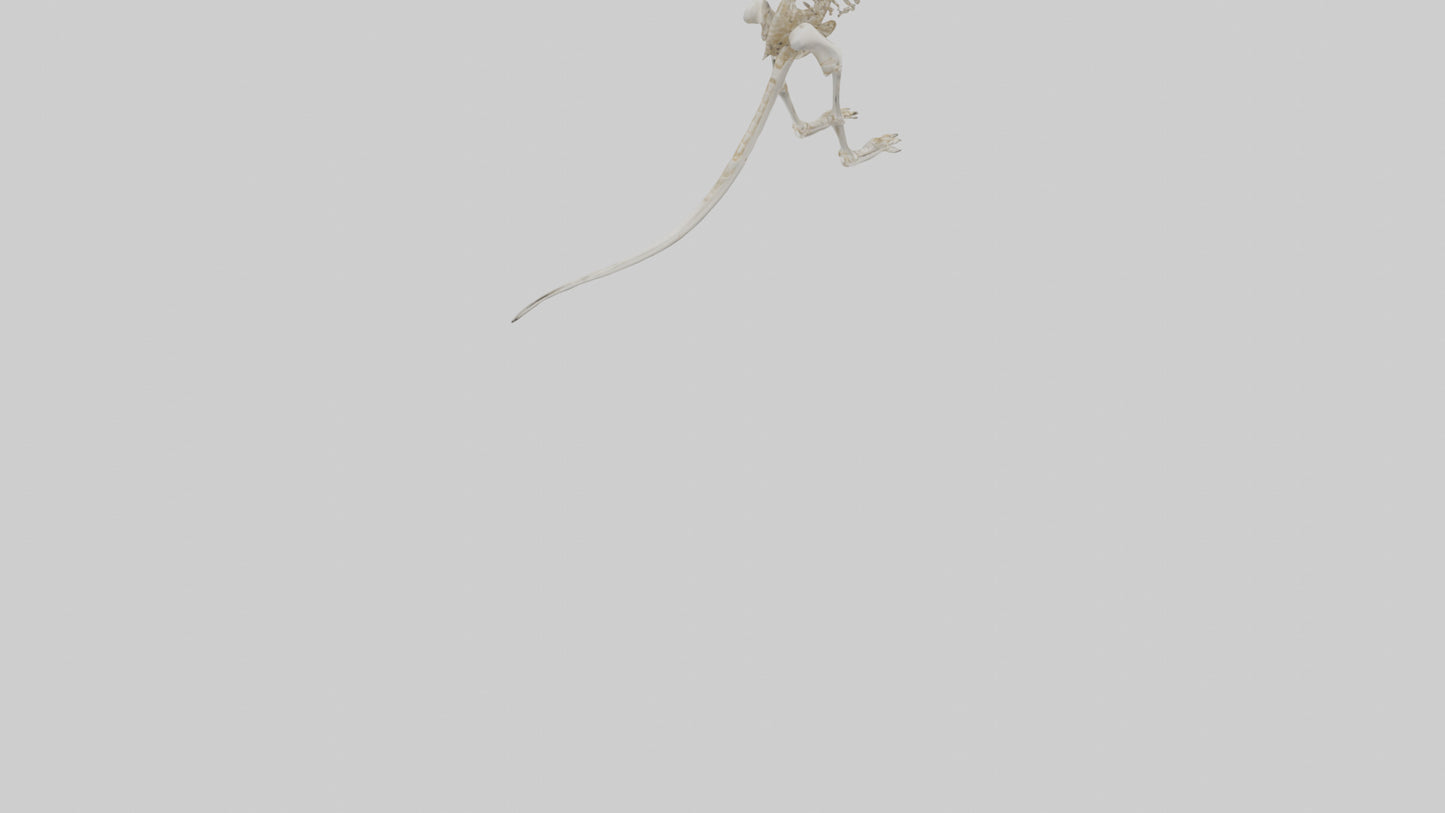 Kangaroo Skeleton model VR / AR / low-poly