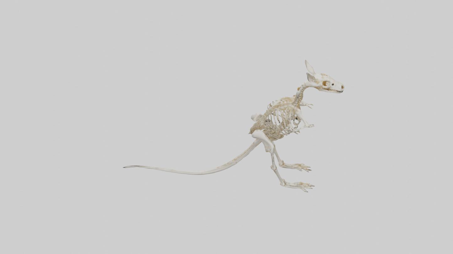 Kangaroo Skeleton model VR / AR / low-poly