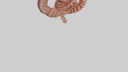 3D model Kangaroo Small Intestine VR / AR / low-poly