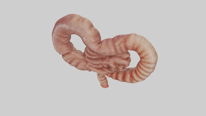 3D model Kangaroo Small Intestine VR / AR / low-poly
