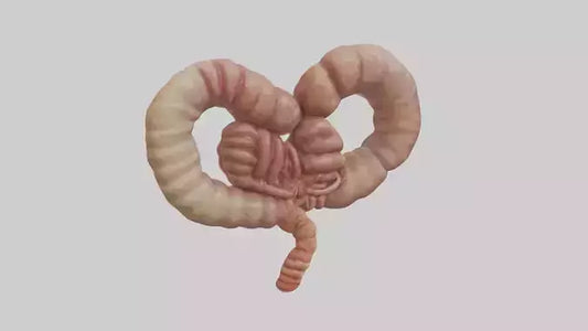 3D model Kangaroo Small Intestine VR / AR / low-poly