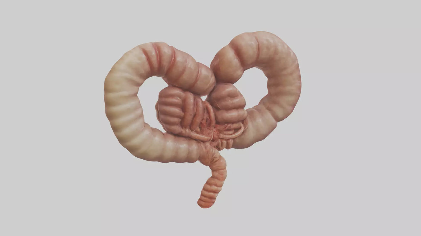 3D model Kangaroo Small Intestine VR / AR / low-poly