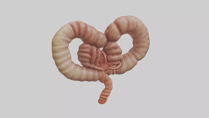 3D model Kangaroo Small Intestine VR / AR / low-poly