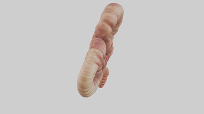 3D model Kangaroo Small Intestine VR / AR / low-poly