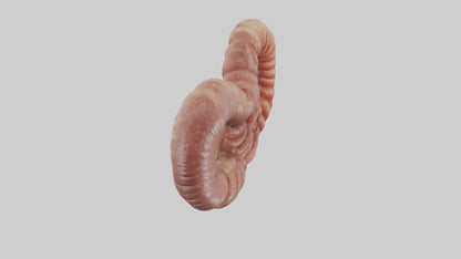 3D model Kangaroo Small Intestine VR / AR / low-poly