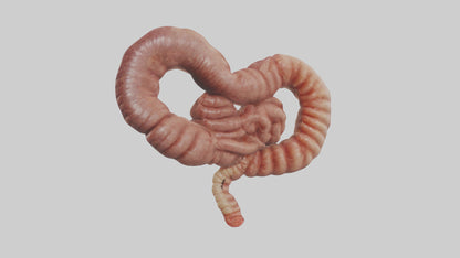 3D model Kangaroo Small Intestine VR / AR / low-poly