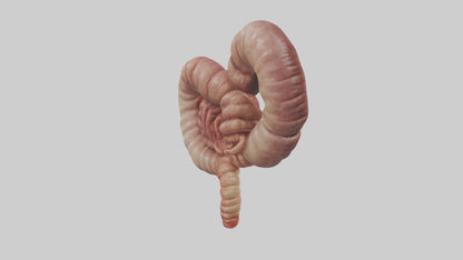 3D model Kangaroo Small Intestine VR / AR / low-poly