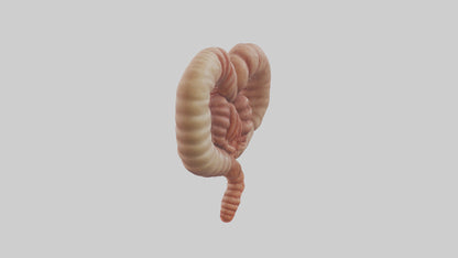 3D model Kangaroo Small Intestine VR / AR / low-poly