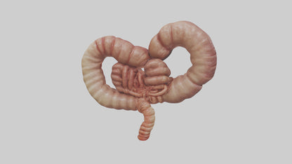 3D model Kangaroo Small Intestine VR / AR / low-poly